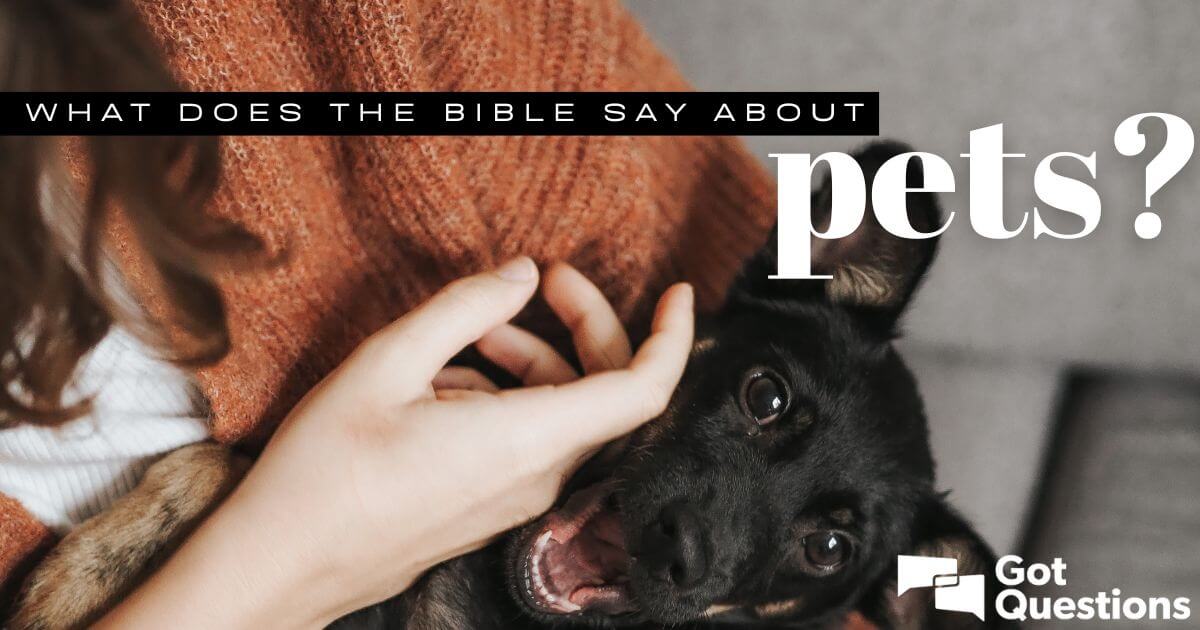 What Does The Bible Say About Pets GotQuestions