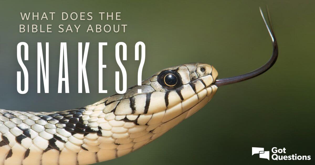 What Does The Bible Say About Snakes Are Snakes Evil GotQuestions