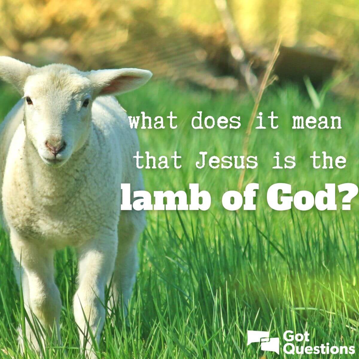 What Does It Mean That Jesus Is The Lamb Of God GotQuestions