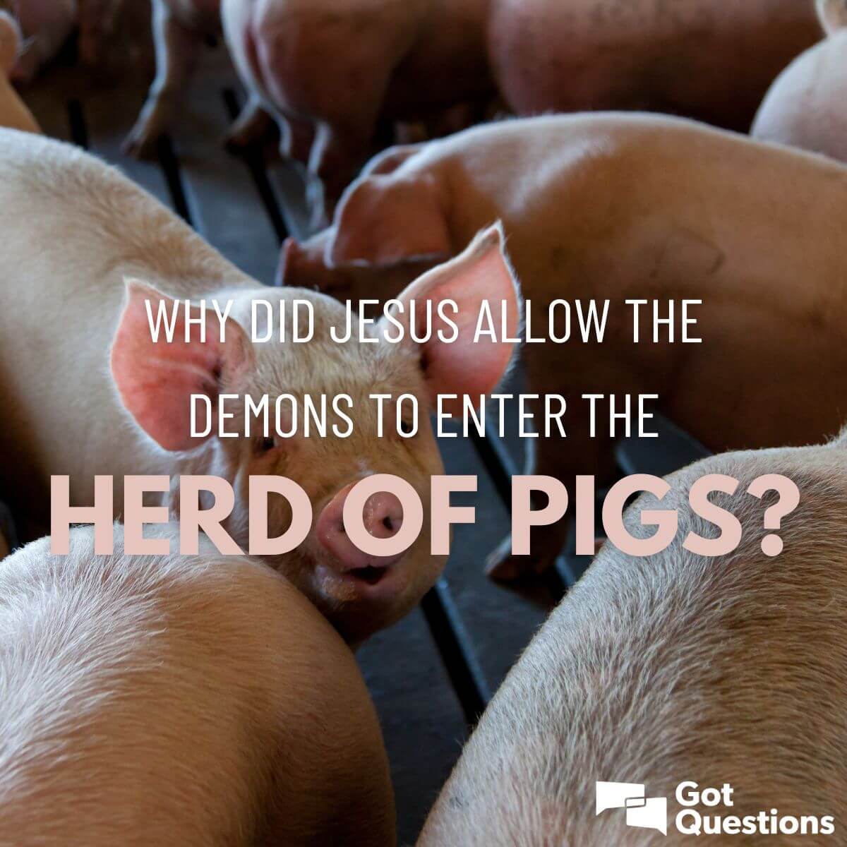 Why Did Jesus Allow The Demons To Enter The Herd Of Pigs Gotquestions Org