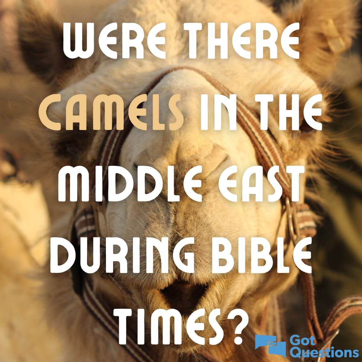 Were There Camels In The Middle East During Bible Times