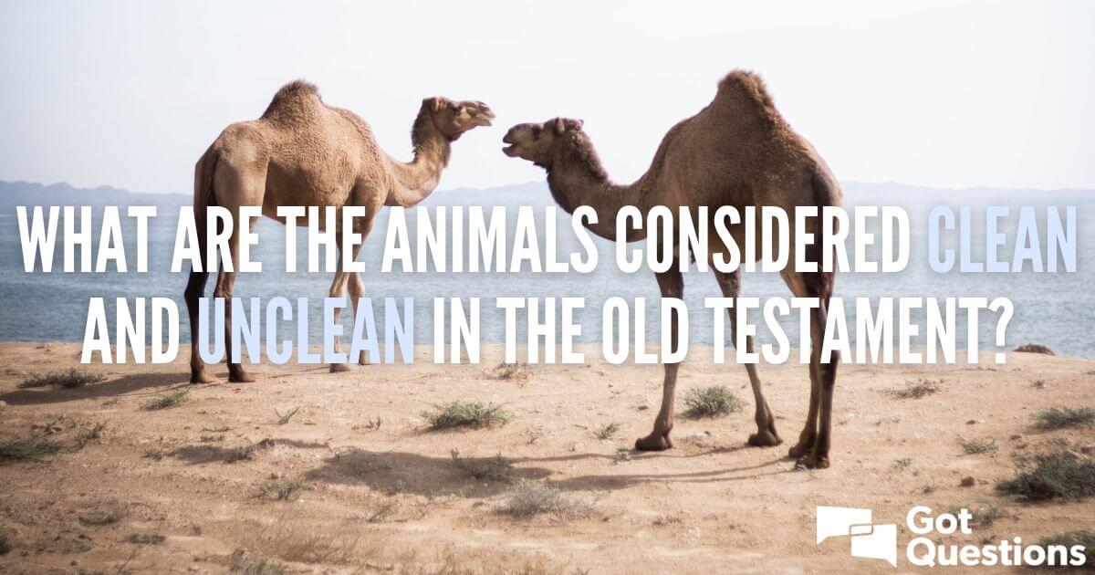 What Are The Animals Considered Clean And Unclean In The Old Testament   Clean Unclean Animals 