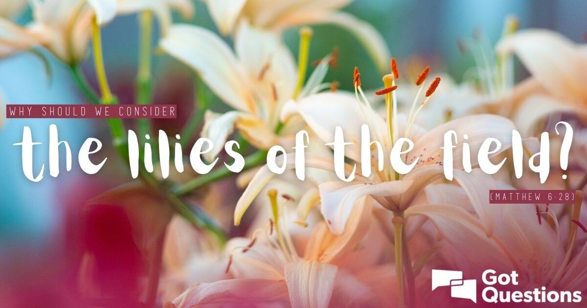 Why Should We Consider The Lilies Of The Field Matthew 6 28 