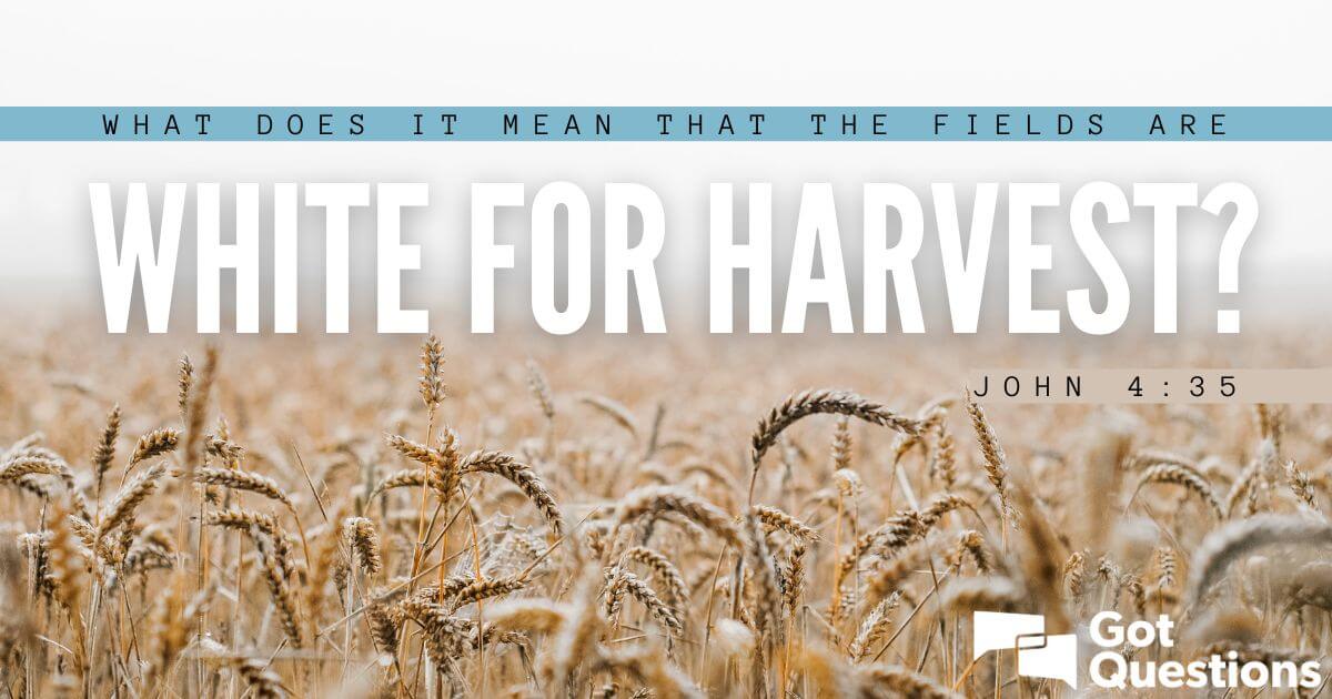 What does it mean that the fields are white for harvest (John 435