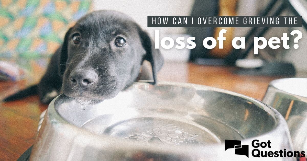 how to help a dog overcome grief