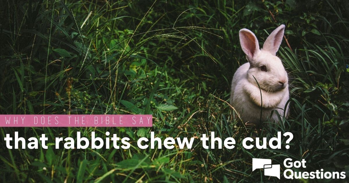 Why does the Bible say that rabbits chew the cud? Is this an error in