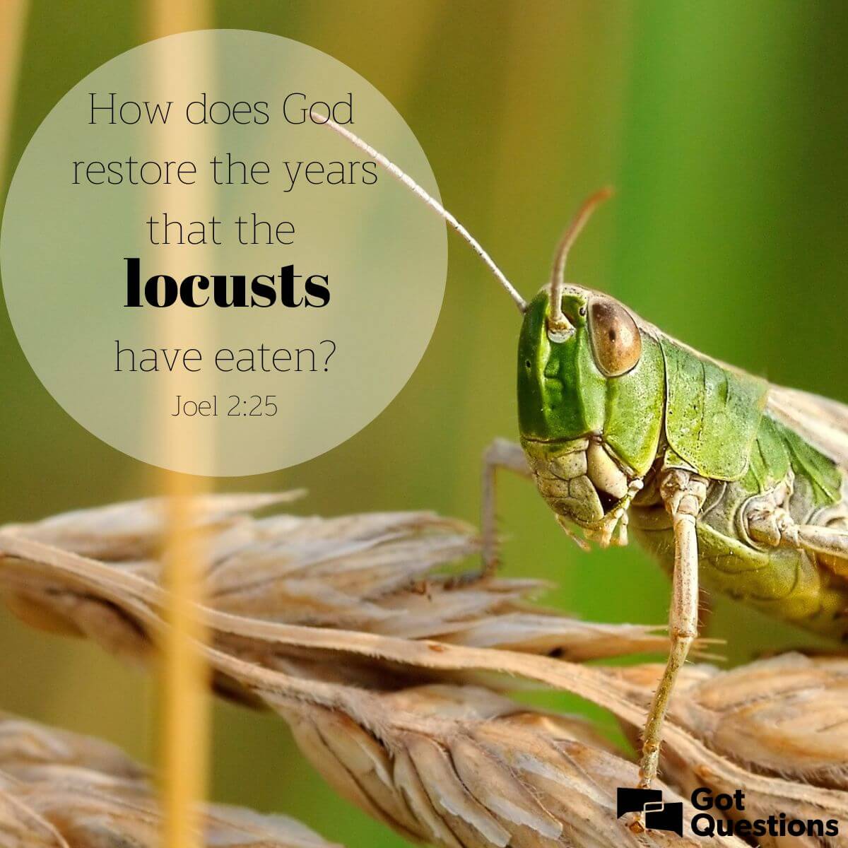How Does God Restore The Years That The Locusts Have Eaten (Joel 2:25)? |  Gotquestions.org