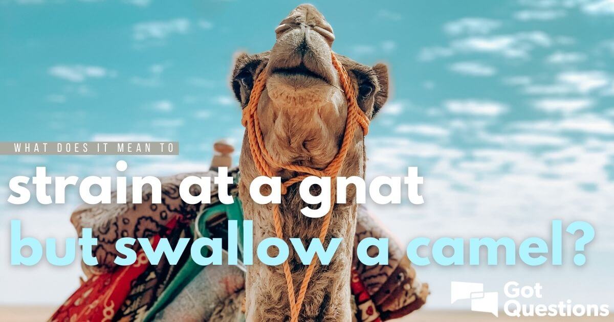 what-does-it-mean-to-strain-at-a-gnat-but-swallow-a-camel