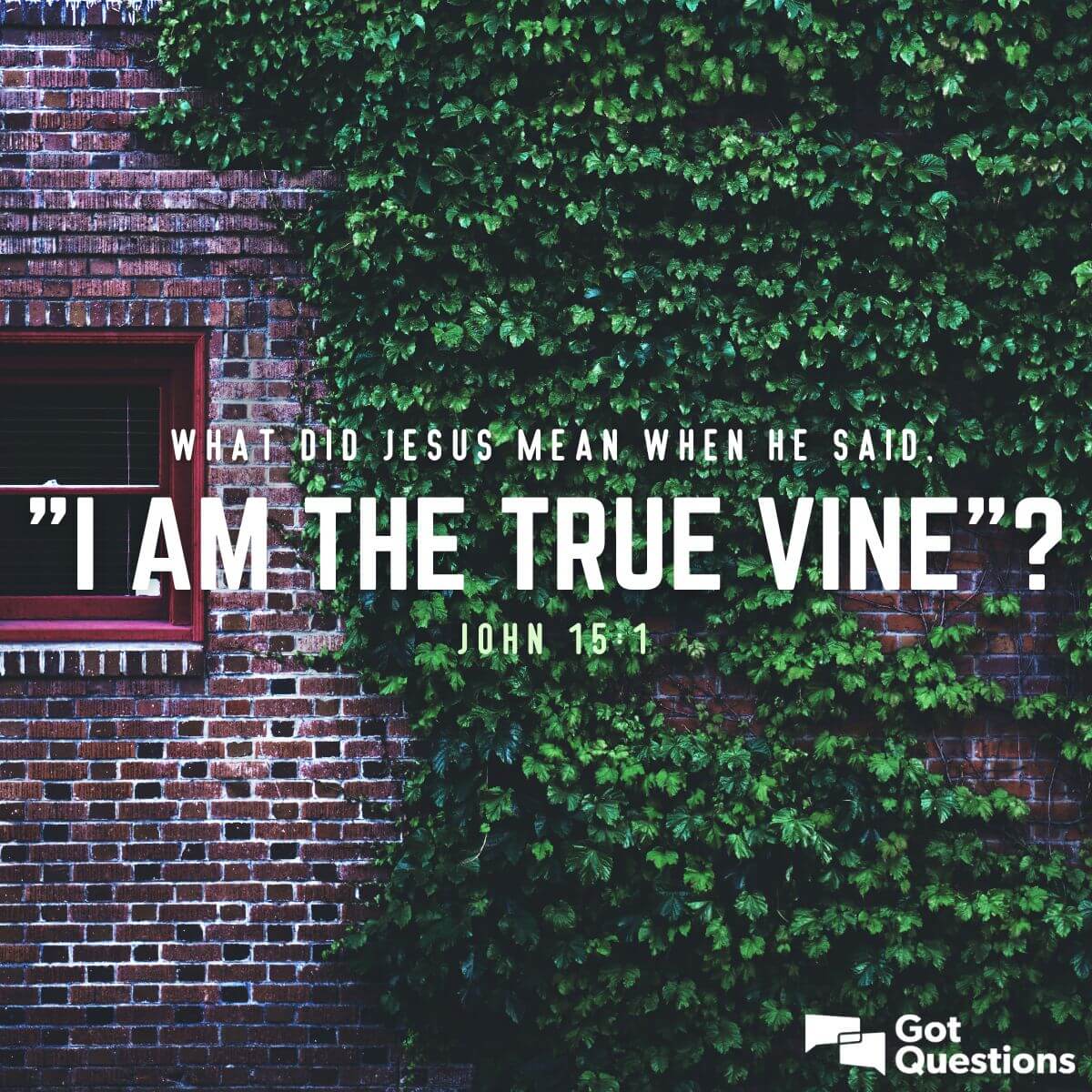 What Did Jesus Mean When He Said I Am The True Vine John 15 1 